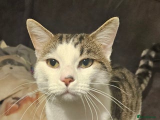 British Shorthair cats Boy cat for sale includes food/bed/toys - Advert 2