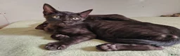 Mixed Breed cats for sale: Beautiful 3/4 Bengal, 1/4 Siamese kittens  - Advert 9