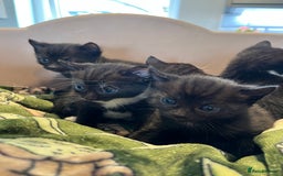 Mixed Breed cats for sale: Kittens for sale - Image 4