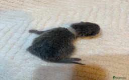 British Shorthair cats for sale: Pure British Shorthair Kittens😻🥇🏆Champion Line - Image 15