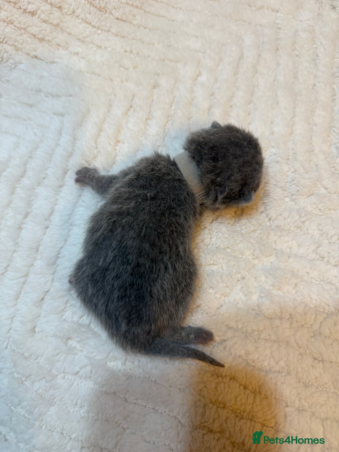 British Shorthair cats for sale: Pure British Shorthair Kittens😻🥇🏆Champion Line - Image 15