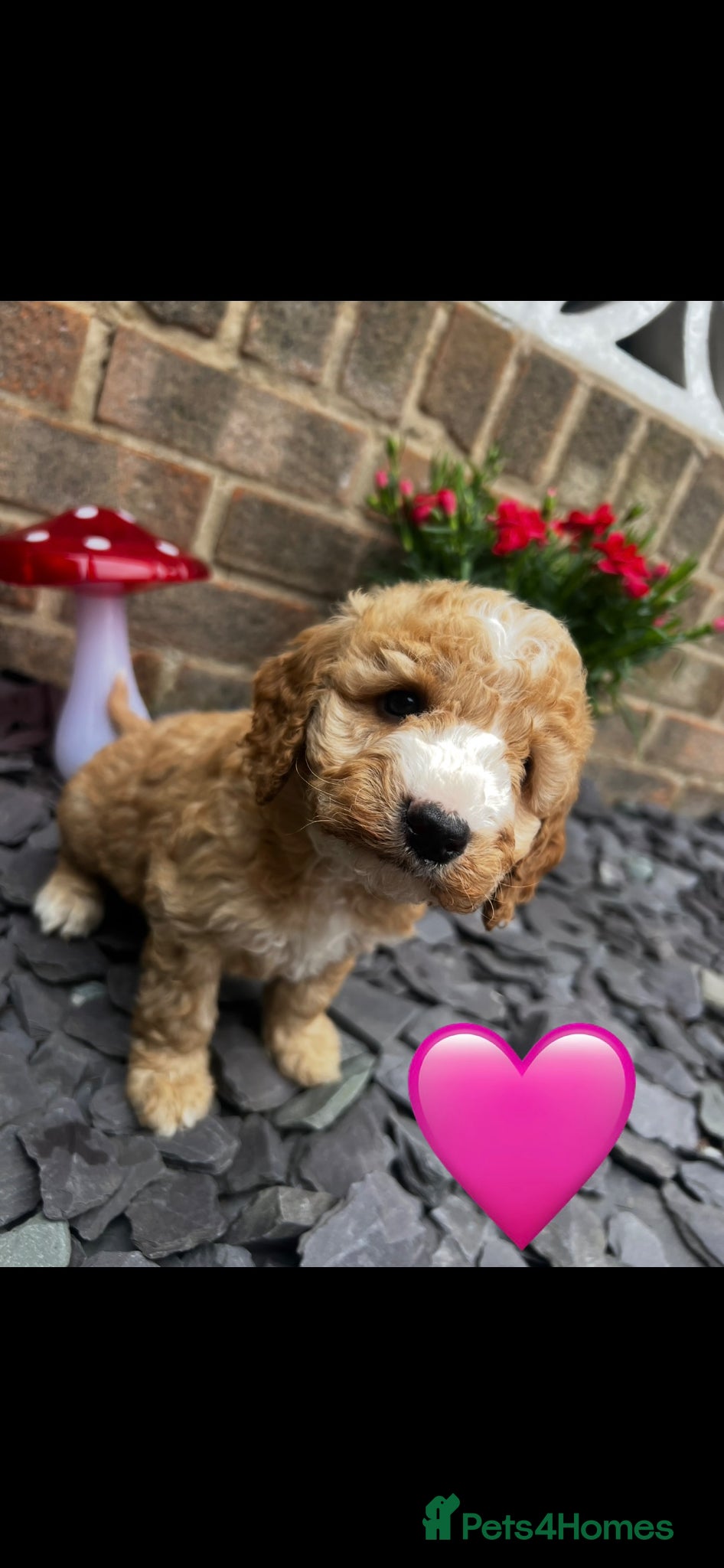Cockapoo dogs F1b cockerpoos for sale - Advert 1
