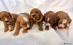 Cavapoo dogs for sale: Stunning F1 Cavapoo puppies, DNA tested parents  - Image 4