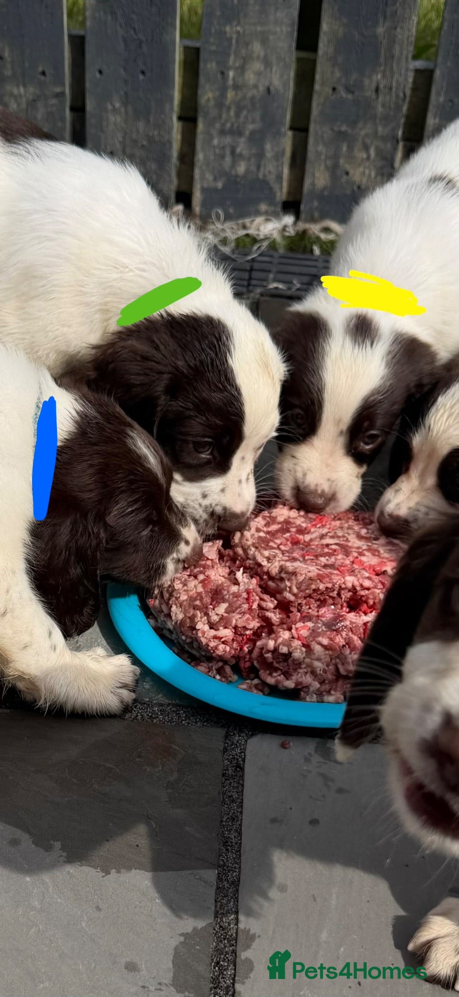 English Springer Spaniel dogs *Ready Sat 8th Aug* English Springer Spaniels - Advert 2