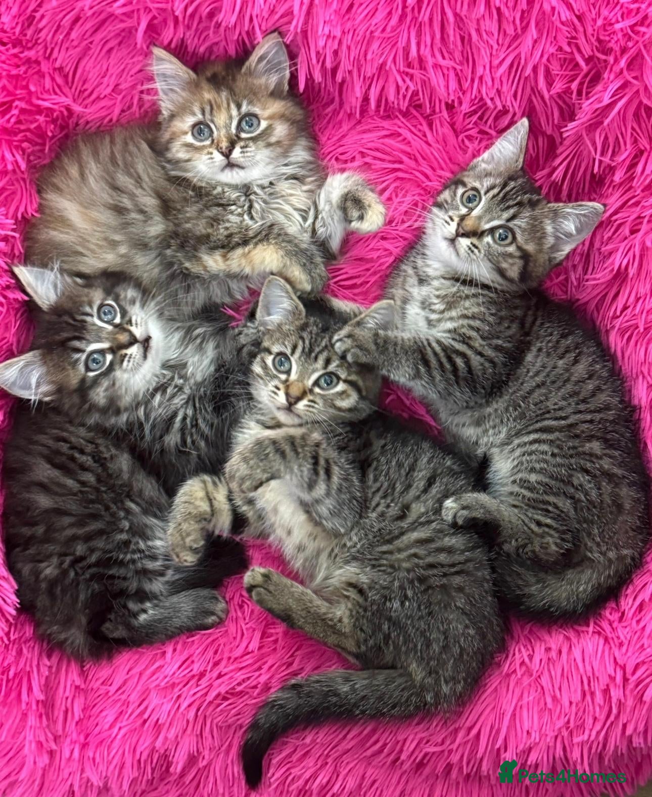 Mixed Breed cats GORGEOUS FLUFFY KITTENS - Advert 2