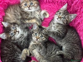 Mixed Breed cats GORGEOUS FLUFFY KITTENS - Advert 3