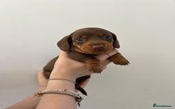 Dachshund dogs for sale: REDUCED*1 LEFT!! *BEAUTIFUL Miniature Dachshund's  - Image 15