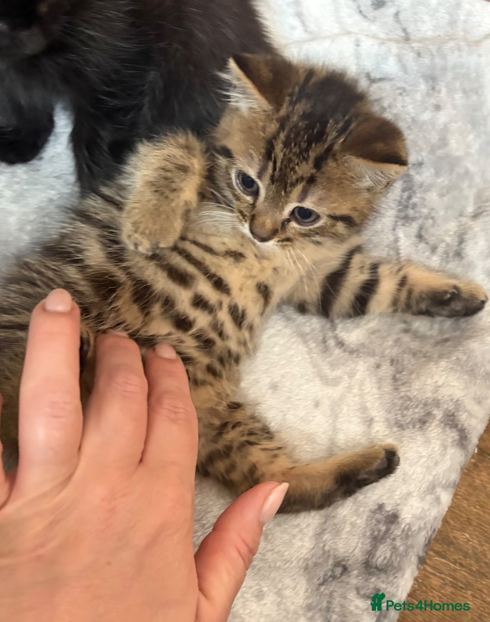 Mixed Breed cats ***Ready now***  Small litter of beautiful Kittens - Advert 1