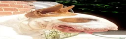 Bull Terrier dogs for stud: Stud English Bull Terrier  - Advert 11