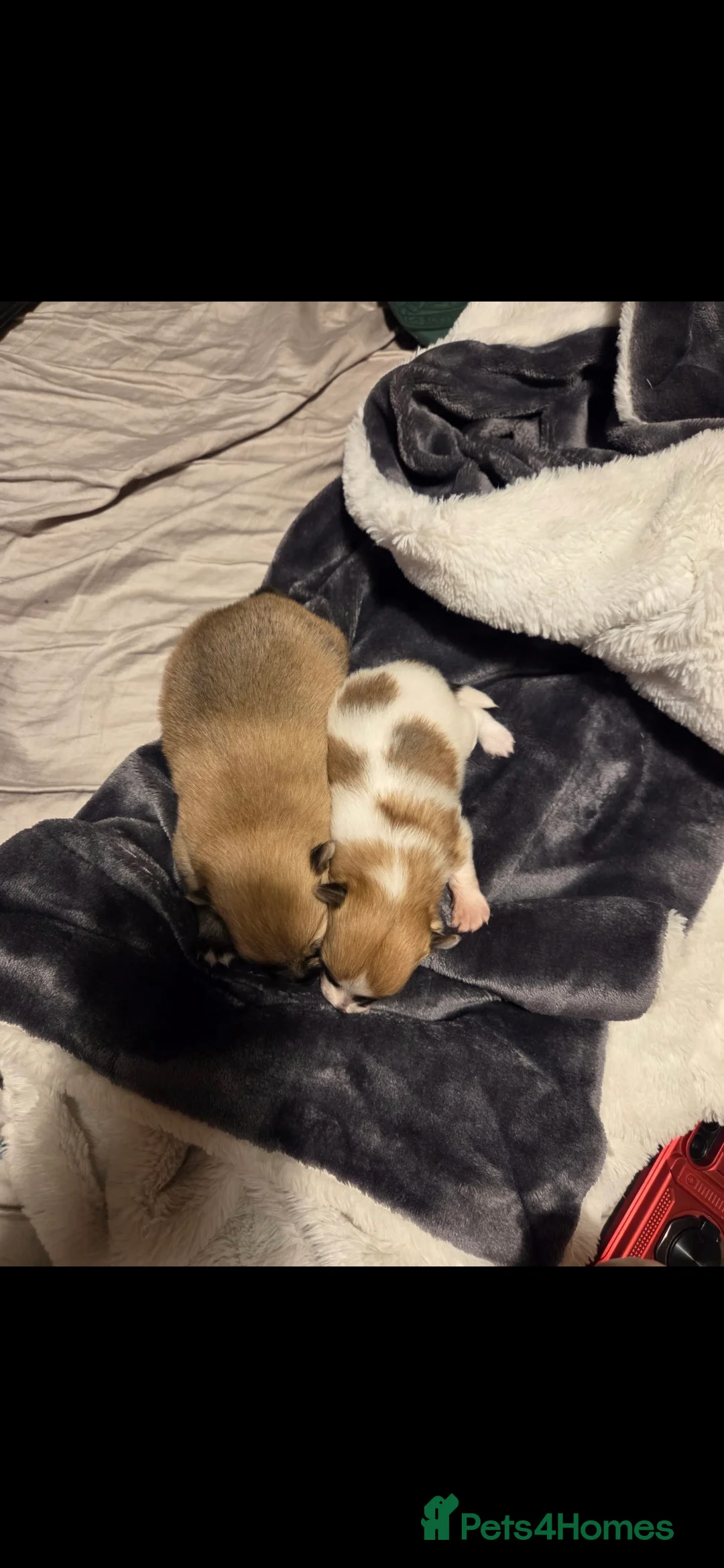 Pomeranian dogs for sale: Pomeranian puppies - Advert 2