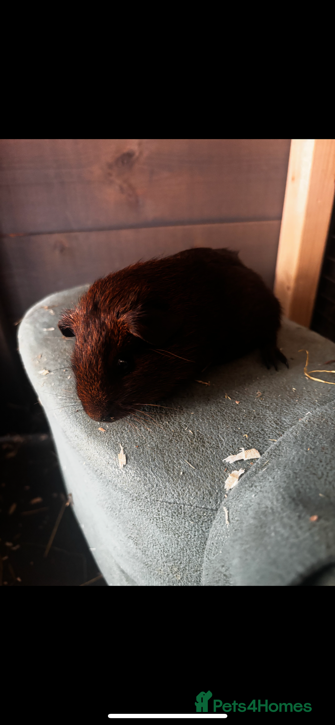 Guinea Pig rodents for sale: 4 guinea pigs  - Image 5