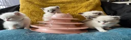 Ragdoll cats for sale: Pure ragdoll kittens sake London - Advert 15
