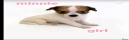 Mixed Breed dogs for sale: 11 Jack Russell x Chihuahua Puppies – 2 Litters - Advert 8