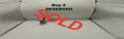 Rat rodents for sale: April Rats! (7 Boys & 5 Girls Left) - Advert 5