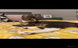 Mixed Breed cats for sale: Kittens for sale - Image 11