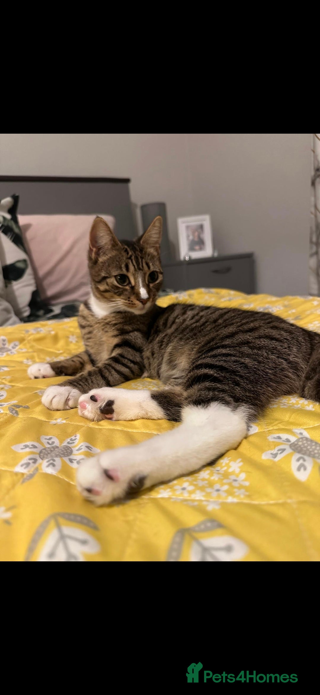 Mixed Breed cats for sale: Kittens for sale - Image 11