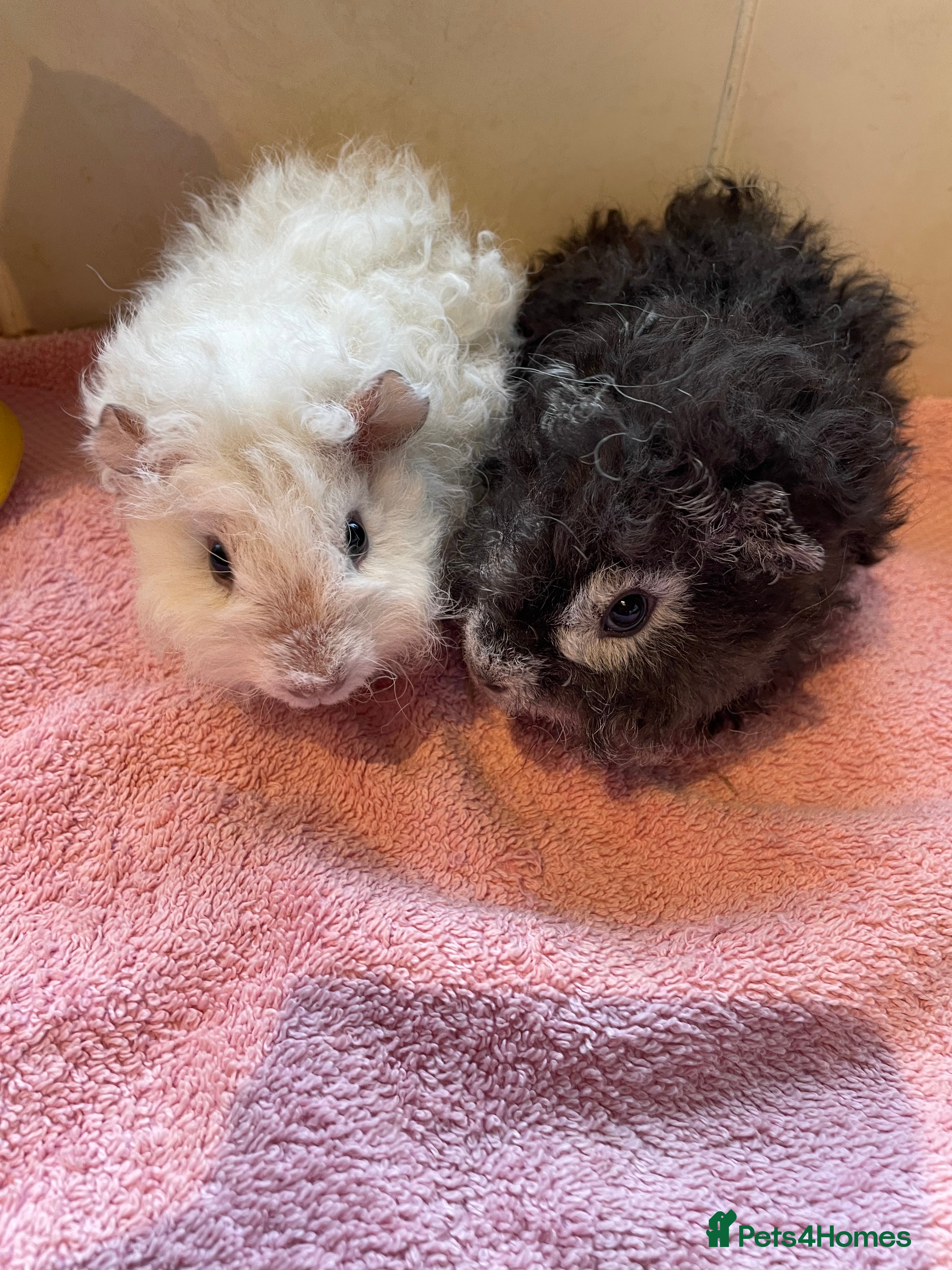 Guinea Pig rodents Lunkarya sows  - Advert 2