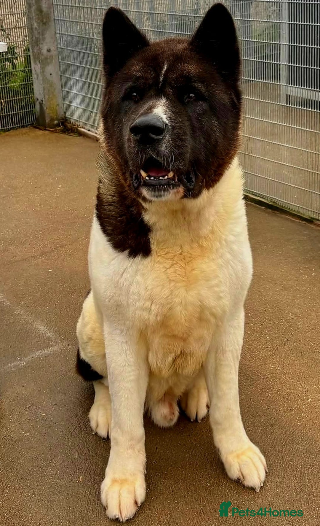 Akita dogs for sale: Akita pups  in Sunderland - Advert 8