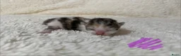Mixed Breed cats for sale: Gorgeous litter of kittens - Advert 6