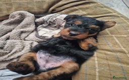 Welsh Terrier dogs for sale: Looking for the PERFECT home  - Advert 9