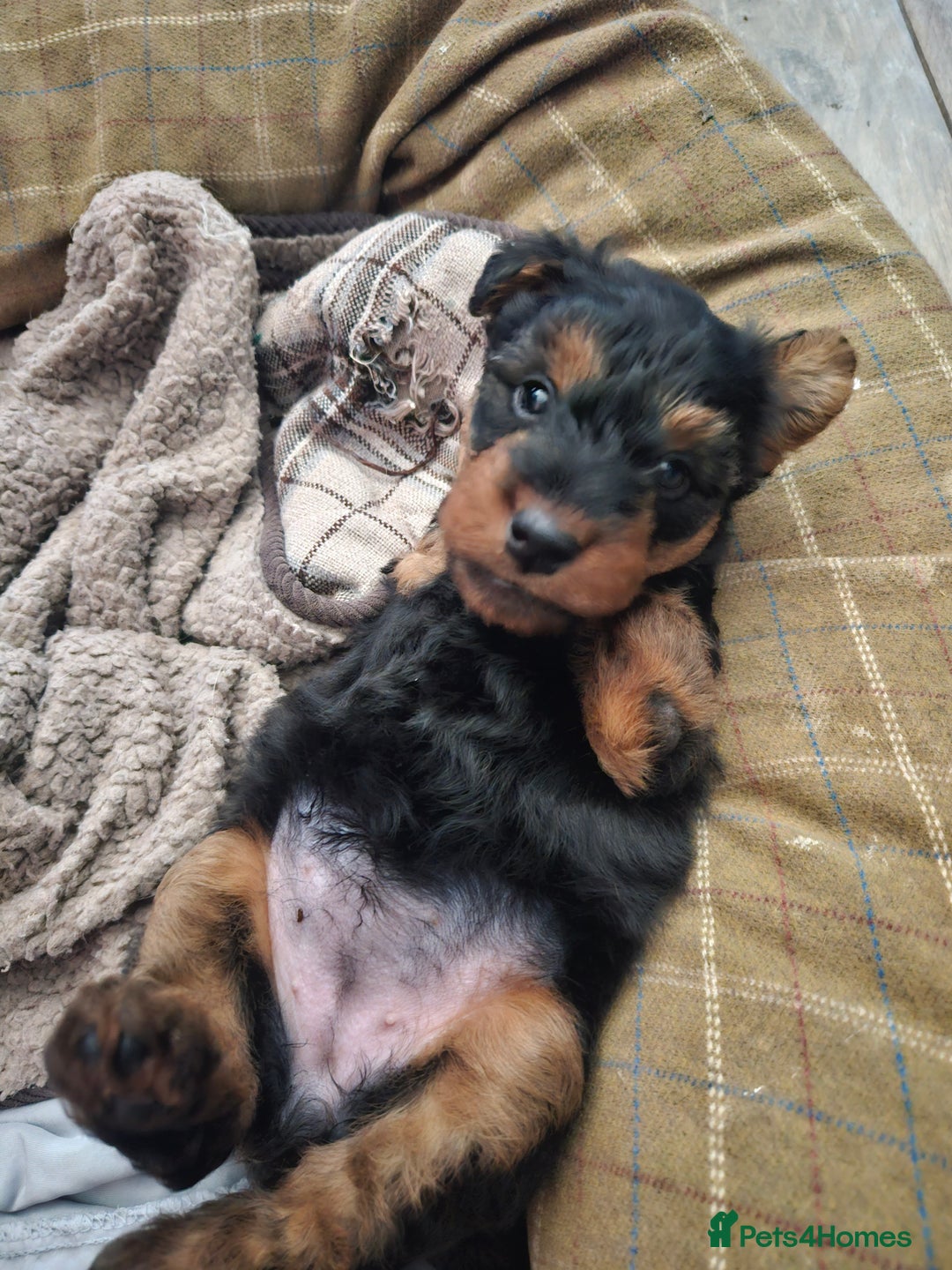 Welsh Terrier dogs for sale: Looking for the PERFECT home  - Advert 9