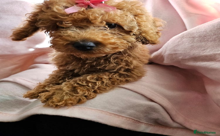Cavapoo dogs - Advert 5