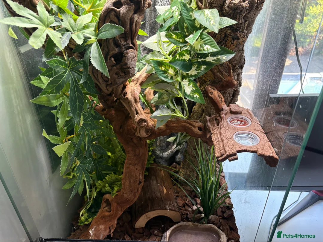 Gecko reptiles for sale: Gargoyle Gecko - Advert 5