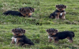 Welsh Terrier dogs for sale: WELSH TERRIER BOY PUPPY - Image 14