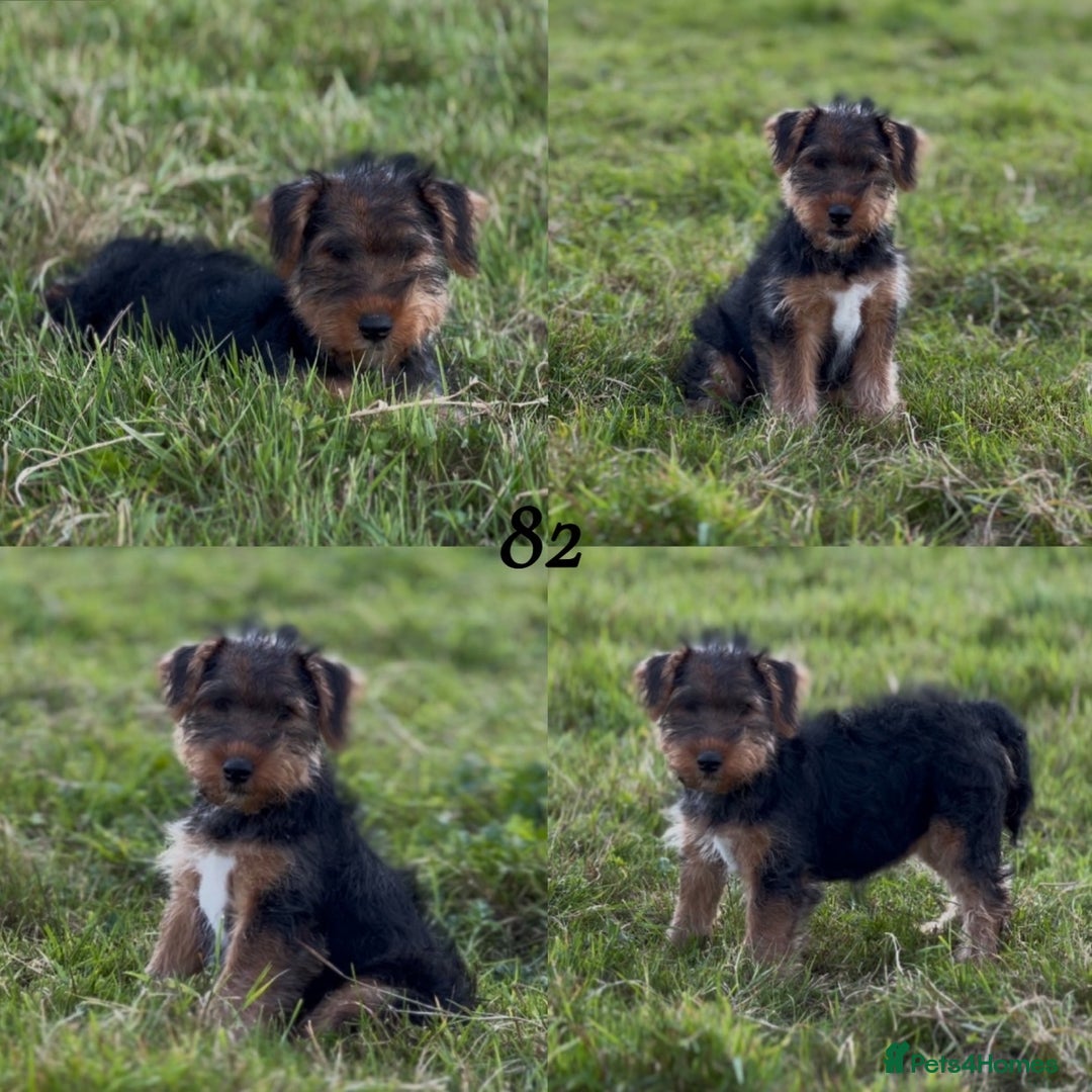 Welsh Terrier dogs for sale: WELSH TERRIER BOY PUPPY - Image 14