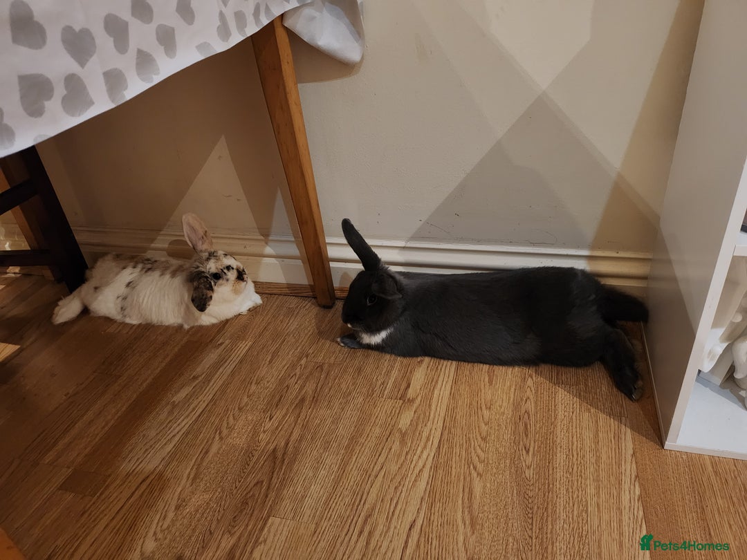 Mixed Breed rabbits for sale: 2 rabbits in need of forever home - Advert 3