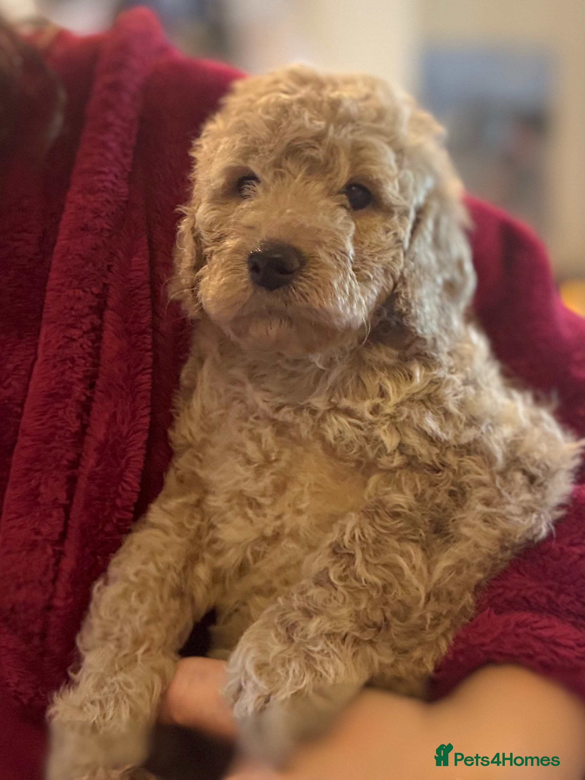 Mini Goldendoodle dogs Miniature Goldendoodle F1b Puppies - Advert 14