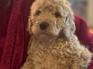 Mini Goldendoodle dogs Miniature Goldendoodle F1b Puppies - Advert 16