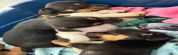 Jack Russell dogs for sale:  Jack Russell puppies for sale  - Advert 8