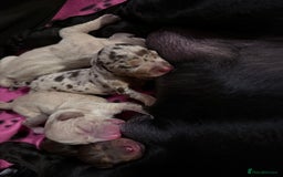 Mixed Breed dogs for sale: Adorable Daschund x spaniel pups  - Image 4