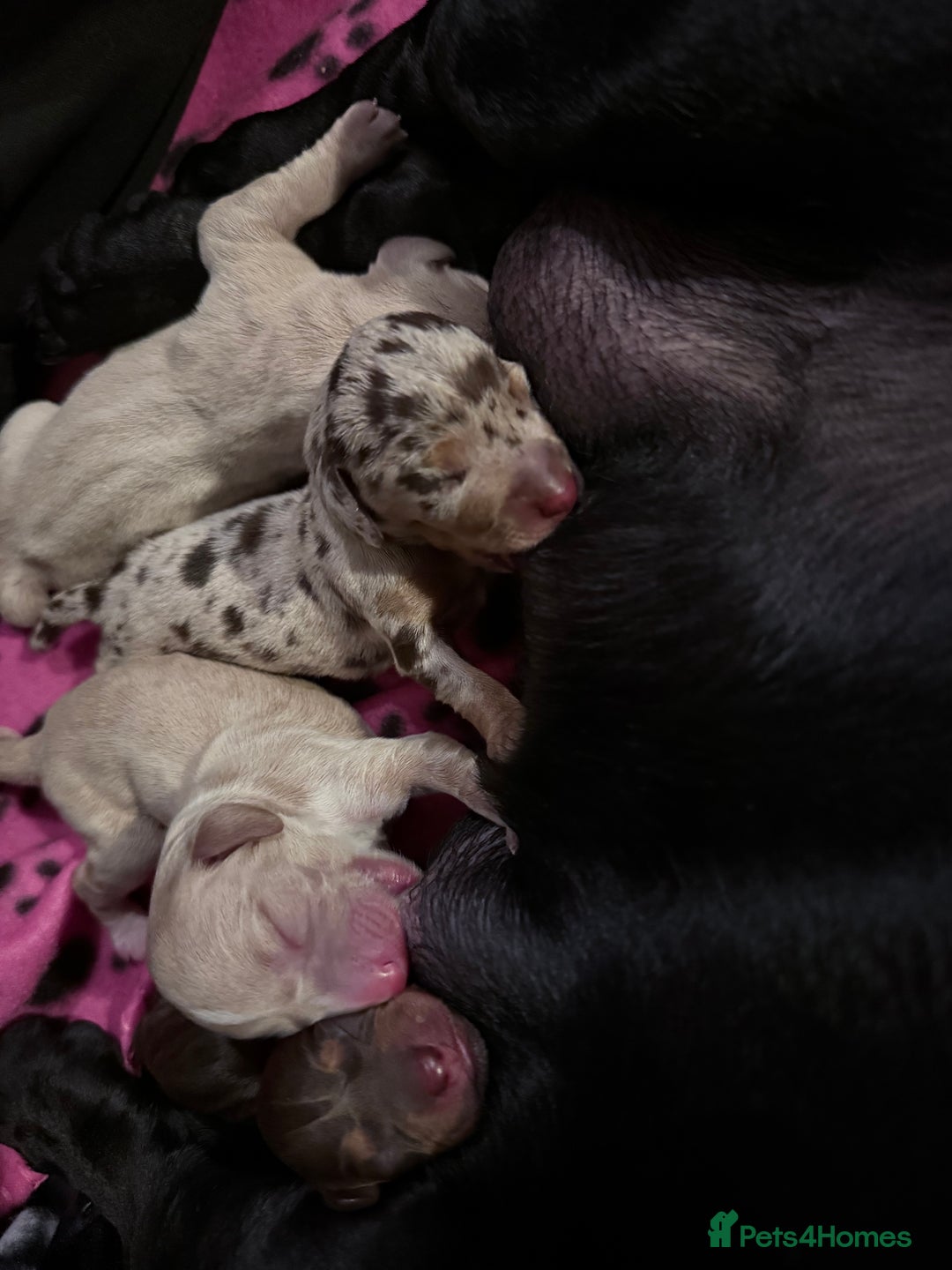 Mixed Breed dogs for sale: Adorable Daschund x spaniel pups  - Image 4