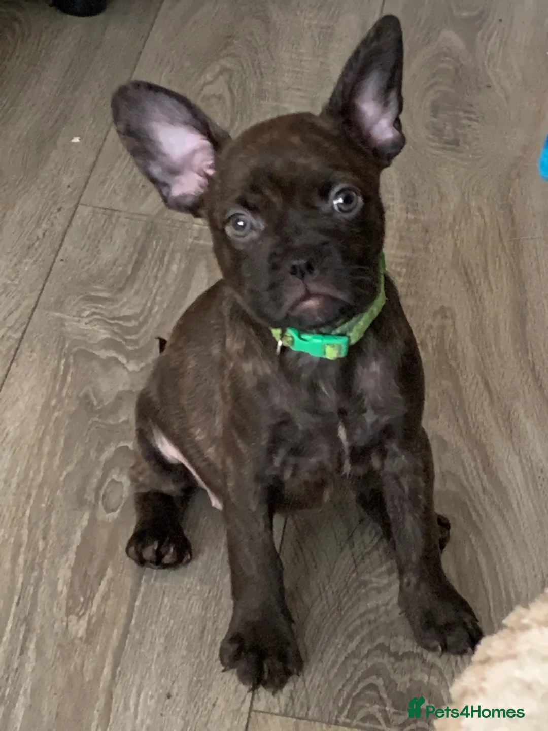 Mixed Breed dogs for sale: Frenchies x Pomeranian puppies - Advert 2