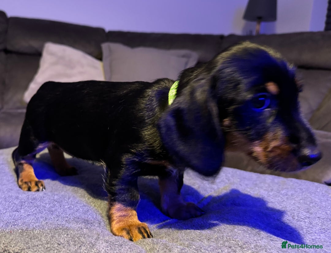 Dachshund dogs for sale: Gorgeous Standard wire haired & smooth Dachshunds - Advert 30