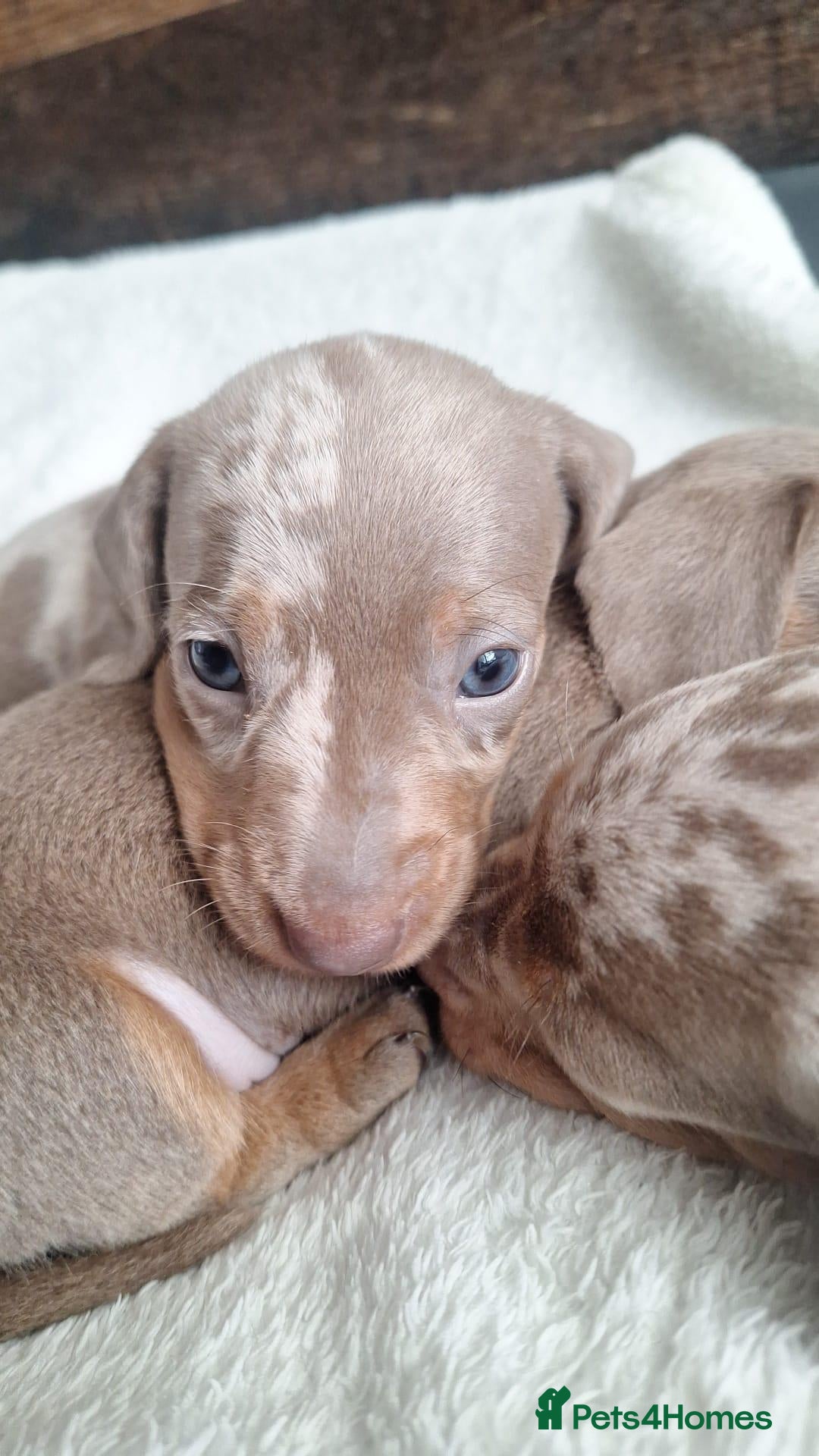 Miniature Dachshund dogs for sale: Outstanding KC Reg Mini Dachshund Puppies   - Advert 2