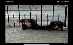 Cocker Spaniel dogs for sale: Cocker spaniel puppies  - Image 2