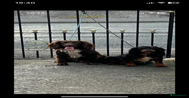 Cocker Spaniel dogs - Advert 6