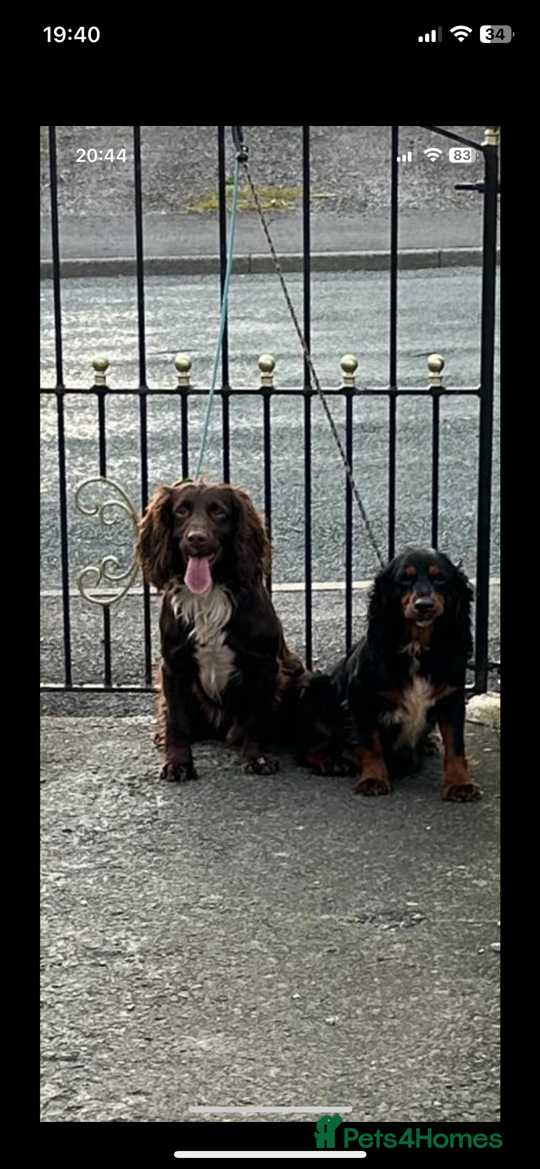 Cocker Spaniel dogs for sale: Cocker spaniel puppies  - Image 2