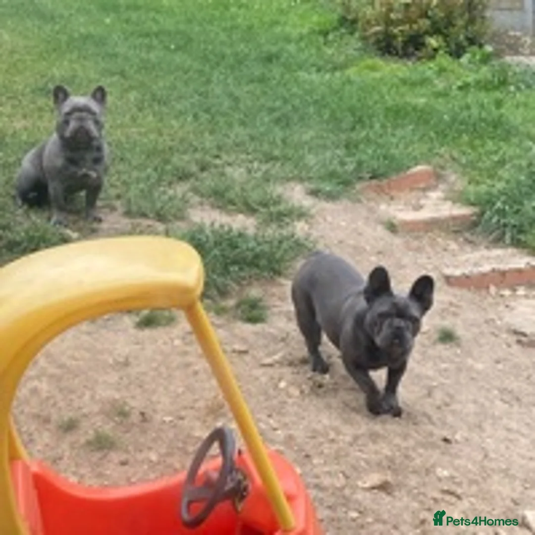 French Bulldog dogs for stud: solid lilac aa french bulldog health tested in Lincoln - Advert 13