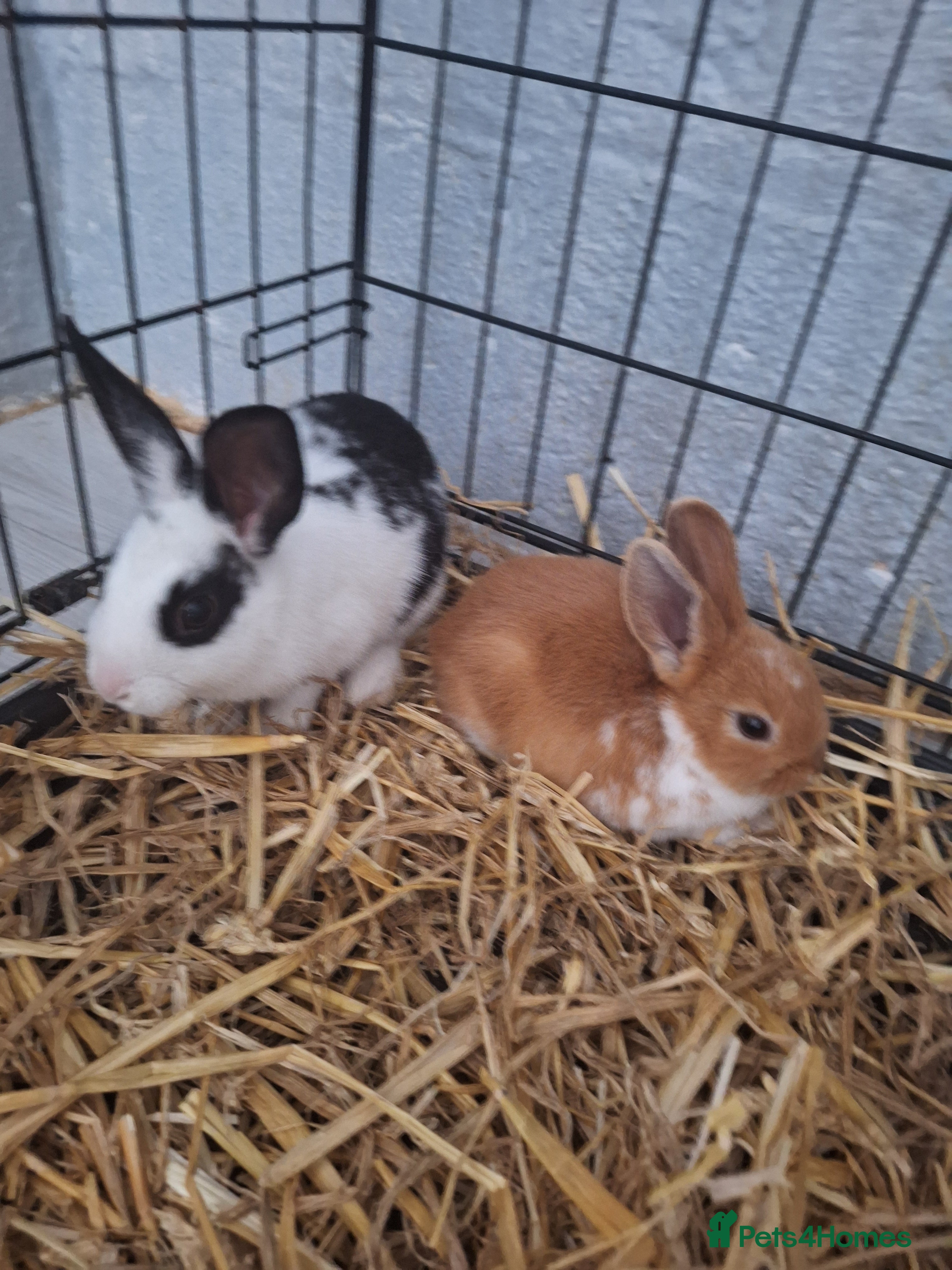 Mixed Breed rabbits Adorable Male & Female Rabbits - With Hay & Food - Advert 7