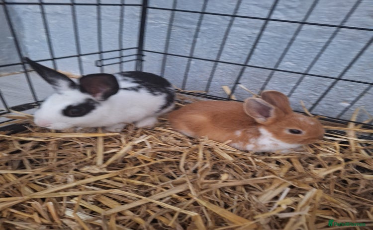 Mixed Breed rabbits - Advert 1