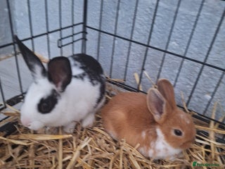 Mixed Breed rabbits - Advert 17