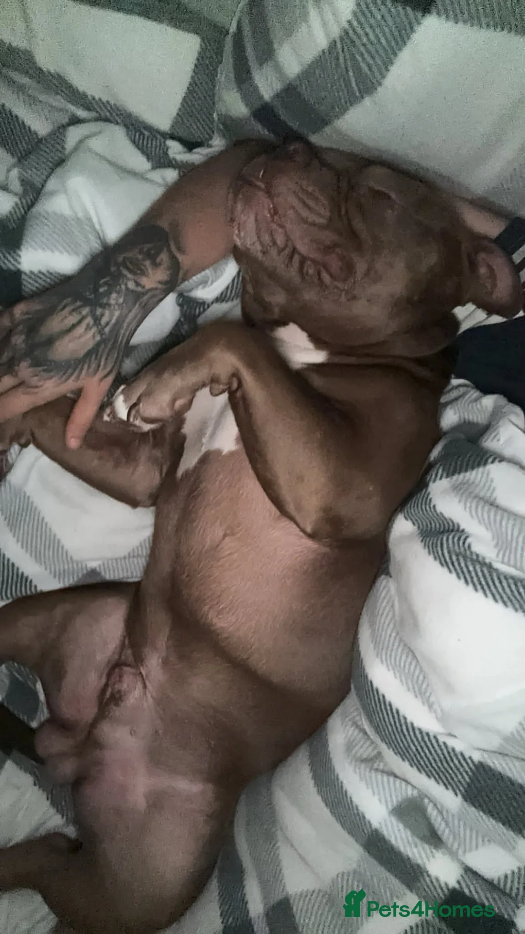 American Bully dogs for stud: Gorgeous George  in Rochdale - Advert 3