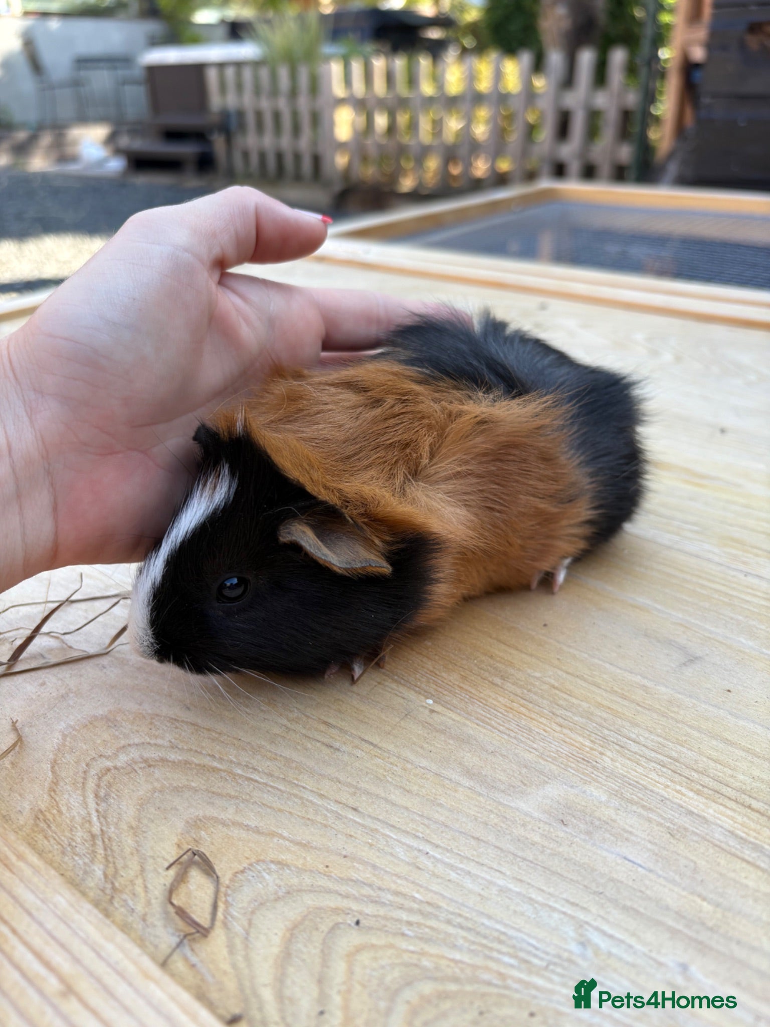 Guinea Pig rodents Guinea pig babies boys - Advert 15