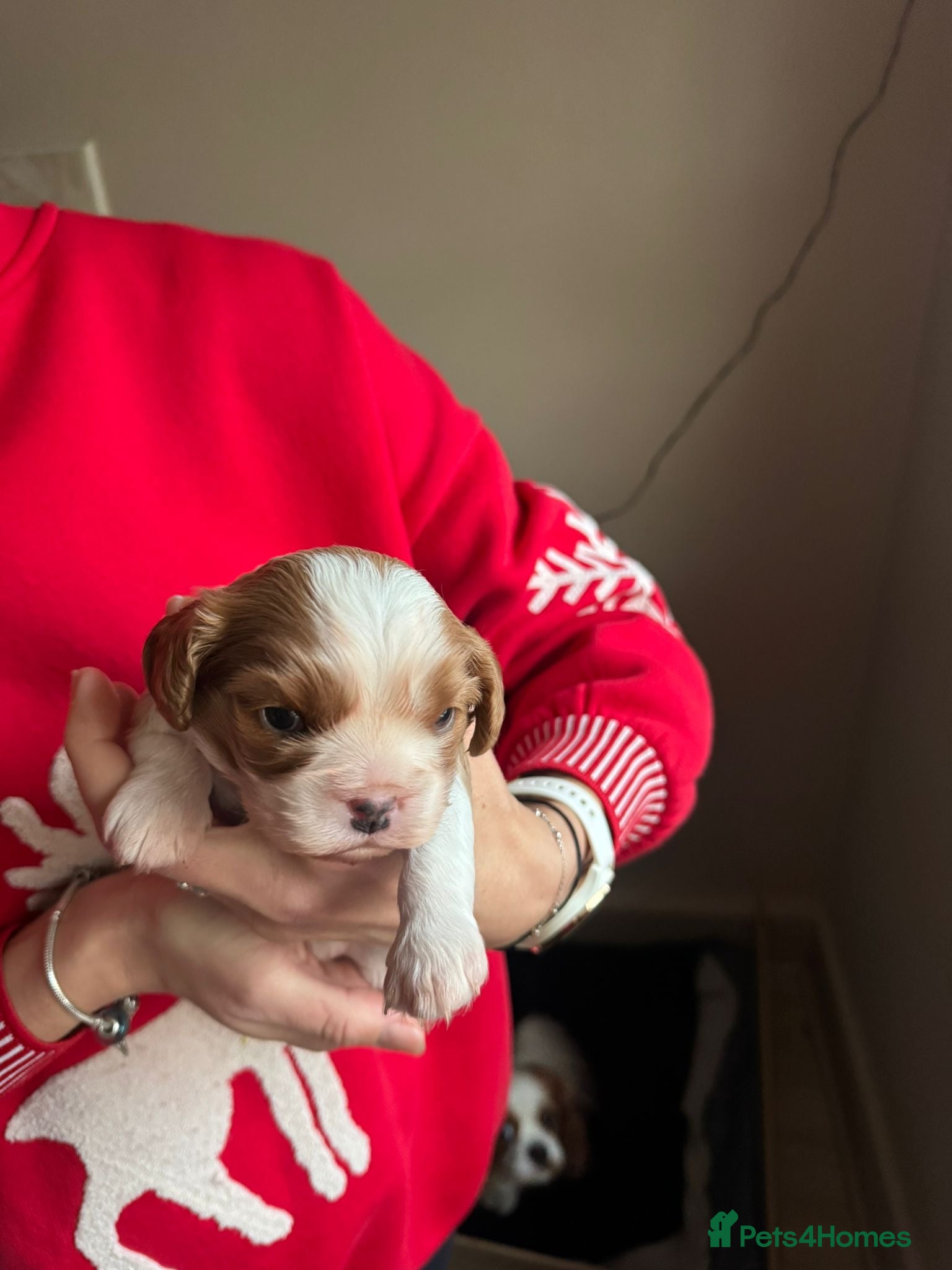 Cavalier King Charles Spaniel dogs King Charles Spaniel boy - Advert 17