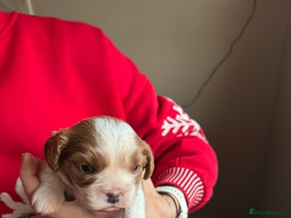 Cavalier King Charles Spaniel dogs King Charles Spaniel boy - Advert 13