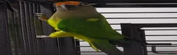Conures birds for sale: Male peach fronted counre - Advert 2
